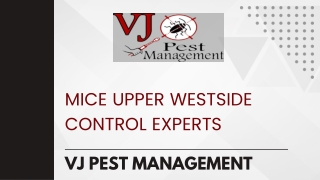 Mice Upper Westside Control Experts  VJ Pest Management