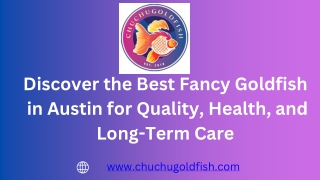 Discover the Best Fancy Goldfish in Austin for Quality, Health, and Long-Term Care