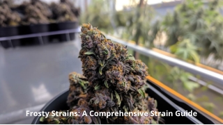 Frosty Strains_ A Comprehensive Strain Guide