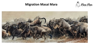 Migration masai mara