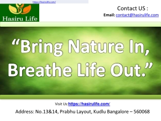 Plant Gifts For Corporate Events | Hasiru Life