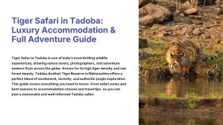 Tiger Safari in Tadoba: Luxury Accommodation & Full Adventure Guide