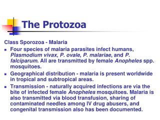 PPT - The Protozoa PowerPoint Presentation, Free Download - ID:1471902