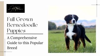 Full Grown Bernedoodle Puppies: Health, Exercise, and Grooming Needs