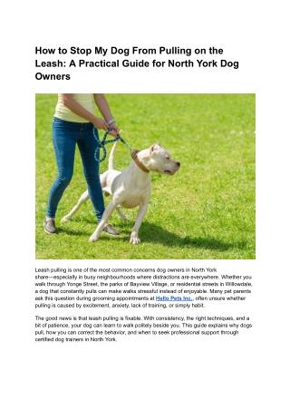 How to Stop My Dog From Pulling on the Leash_ A Practical Guide for North York Dog Owners