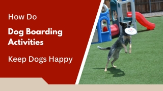 Engaging Stays That Keep Dogs Active and Calm