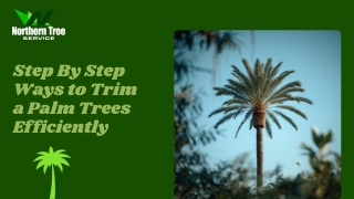 Step By Step Ways to Trim a Palm Trees Efficiently
