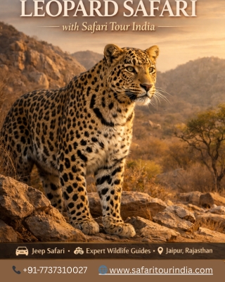 safari leopard