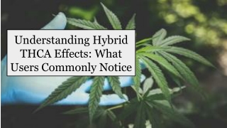 Understanding Hybrid THCA Effects_ What Users Commonly Notice