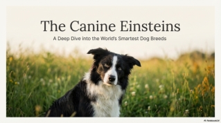 Top 10 Smartest Dog Breeds