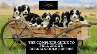 Full Grown Bernedoodle Puppies for Families Seeking Lifelong Companions