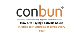 How Kite-Flying Festivals Cause Injuries to Hundreds of Birds Every Year