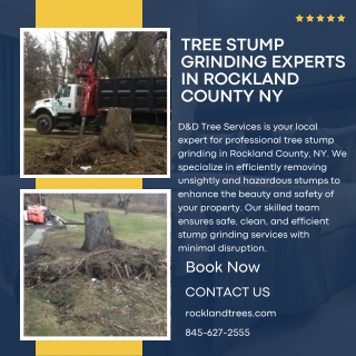 Tree Stump Grinding Experts in Rockland County NY | D&D Tree Services