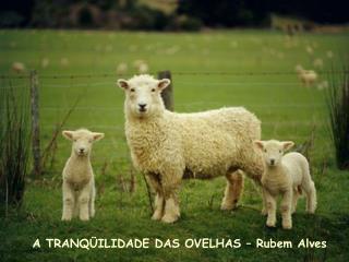 A TRANQÜILIDADE DAS OVELHAS – Rubem Alves