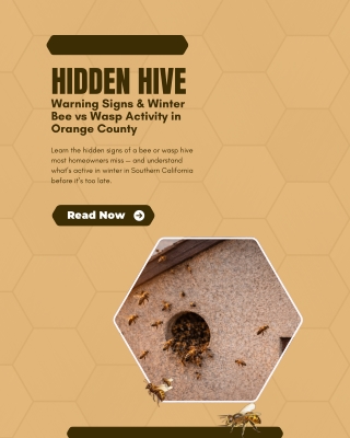 Hidden Hive Warning Signs & Winter Bee vs Wasp Activity in Orange County