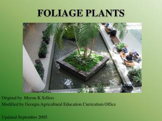 FOLIAGE PLANTS