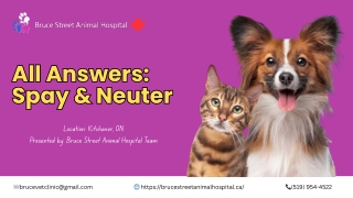 Spay and Neuter in Kitchener: Health, Behavior & Safety Explained