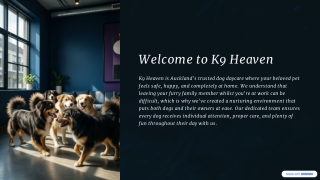 Dog Daycare Auckland