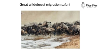 Great wildebeest migration safari