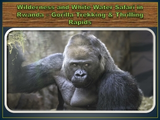 Wilderness and White Water Safari in Rwanda – Gorilla Trekking & Thrilling Rapids