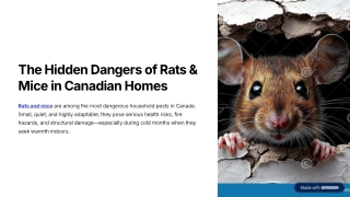 What Dangers Do Rats & Mice Pose in Canadian Homes? Health Risks & Solutions