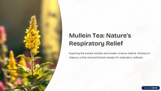 Mullein Tea Natures Respiratory Relief