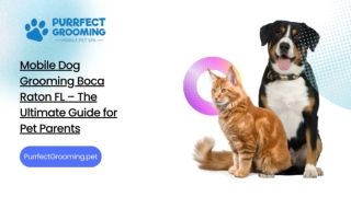 Mobile Dog Grooming Boca Raton FL – The Ultimate Guide for Pet Parents