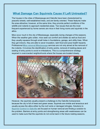 What Damage Can Squirrels Cause if Left Untreated