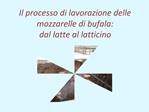 Il processo di lavorazione delle mozzarelle di bufala: dal latte al latticino