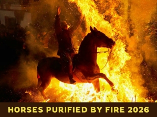 Horses Purified by Fire 2026