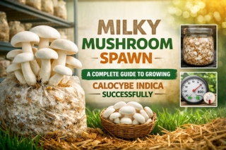 Milky Mushroom Spawn for Reliable Home and Small-Scale Growing