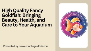 High Quality Fancy Goldfish Bringing Beauty, Health, and Care to Your Aquarium