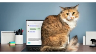 The Secret Lives of Cats 7 Things Your Kitty Does When You’re Not Home