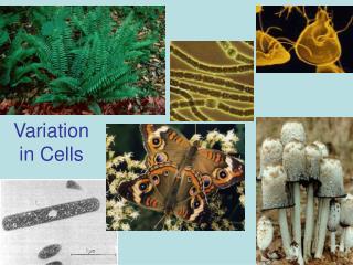 Variation in Cells