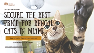 Best price for Bengal cats in Miami