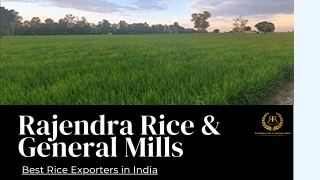 1121 Basmati Rice Manufacturers in Haryana | Rajendra Rice & General Mills
