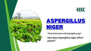 How does Aspergillus Niger affect plants?
