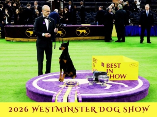 2026 Westminster Dog Show