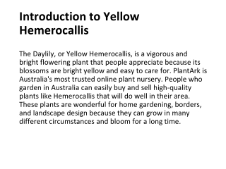 Ideal Growing Conditions for Yellow Hemerocallis