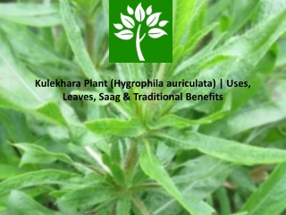 Kulekhara Plant and Leaves: Traditional Uses, Saag Preparation, and Common Benef