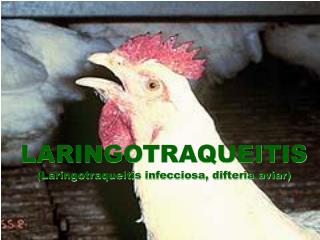 LARINGOTRAQUEITIS (Laringotraqueítis infecciosa, difteria aviar)