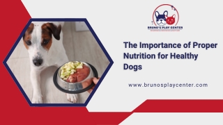 Nutritional Care Tips for Active and Happy Dog