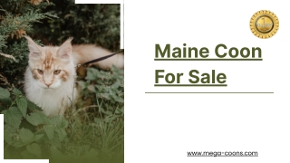 Maine Coon For Sale: Genetic Testing and Health Guarantee