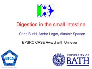 Digestion in the small intestine Chris Budd, Andre Leger, Alastair Spence EPSRC CASE Award with Unilever