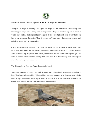 The Secret Behind Effective Pigeon Control in Las Vegas NV Revealed!