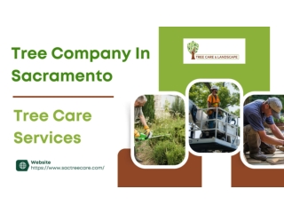 Tree Company In Sacramento - Sactreecare.com