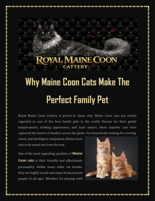 Why Maine Coon Cats Make The Perfect Family Pet