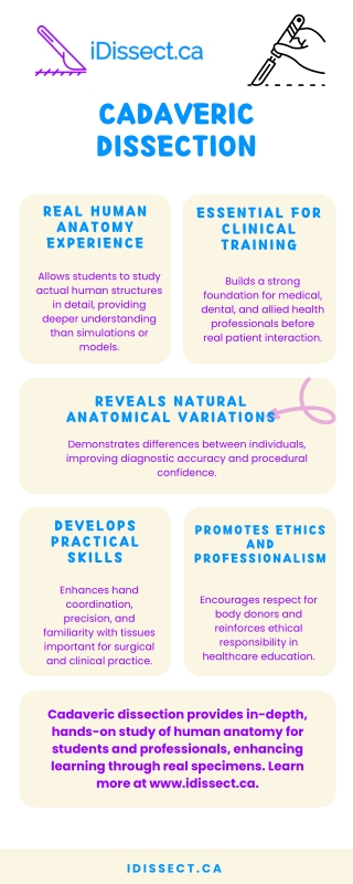 Cadaveric Dissection - idissect.ca
