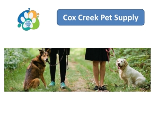 Introduction – Why D Rings Matter in Dog Collars