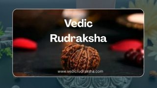 Original Nepali Rudraksha for Sale  Pure Vedic Energy
